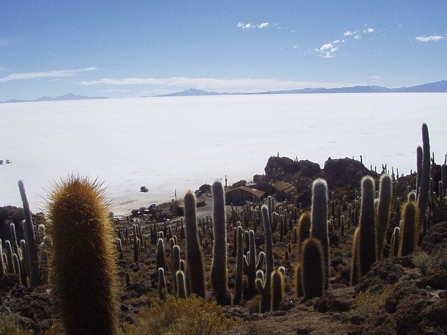 Isla_de_Pescado_Uyuni_Bolivia